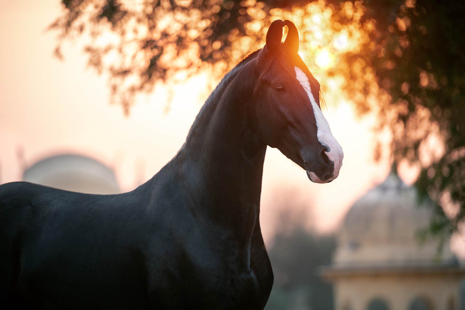 Das Profil eines schwarzen Marwari-Pferdes mit seiner markanten Ohrenform, beleuchtet durch die warmen Strahlen der untergehenden Sonne.