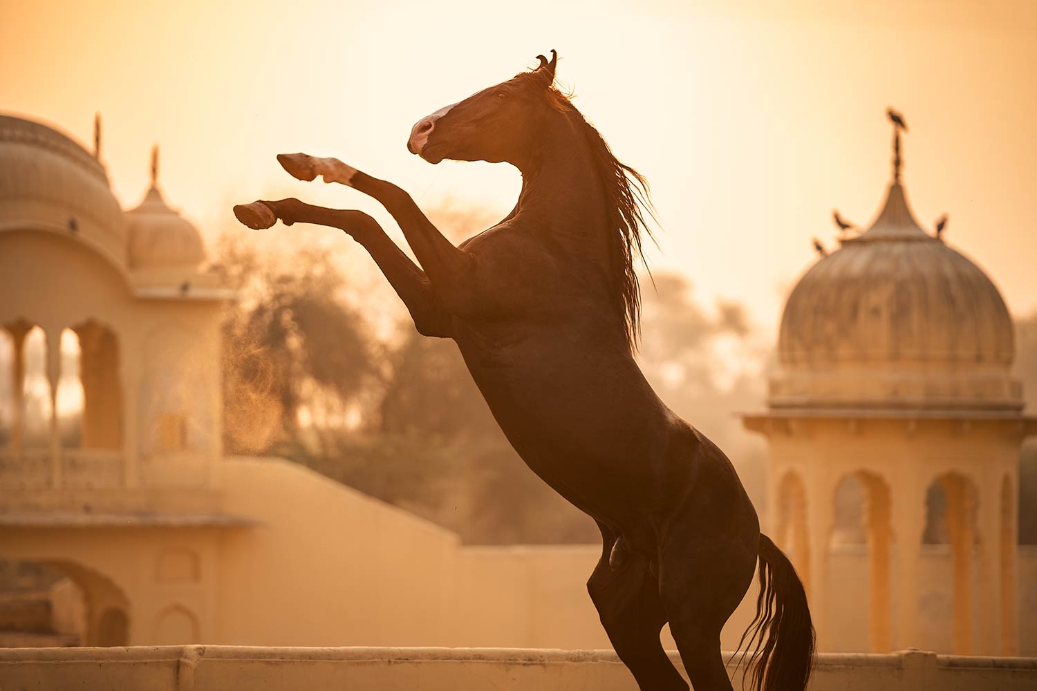 Ein schwarzes Marwari-Pferd steigt in die Luft, mit der Silhouette indischer Tempel im Hintergrund.