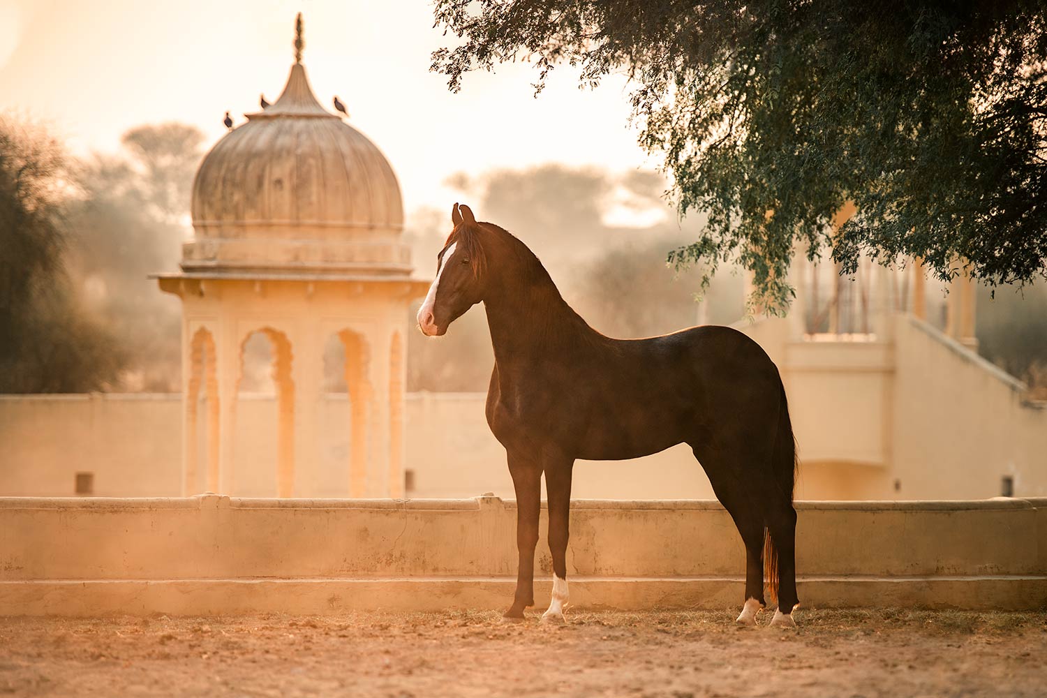 Ein stolzes schwarzes Marwari-Pferd steht vor einer historischen indischen Architektur, umhüllt von einer sanften Staubwolke im Abendlicht.