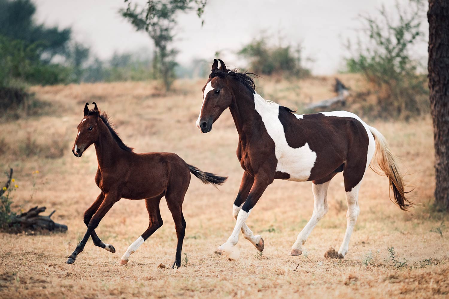 Ein braunes Marwari-Fohlen läuft neben einem grossen Pinto-Pferd, beide umgeben von der trockenen Landschaft.