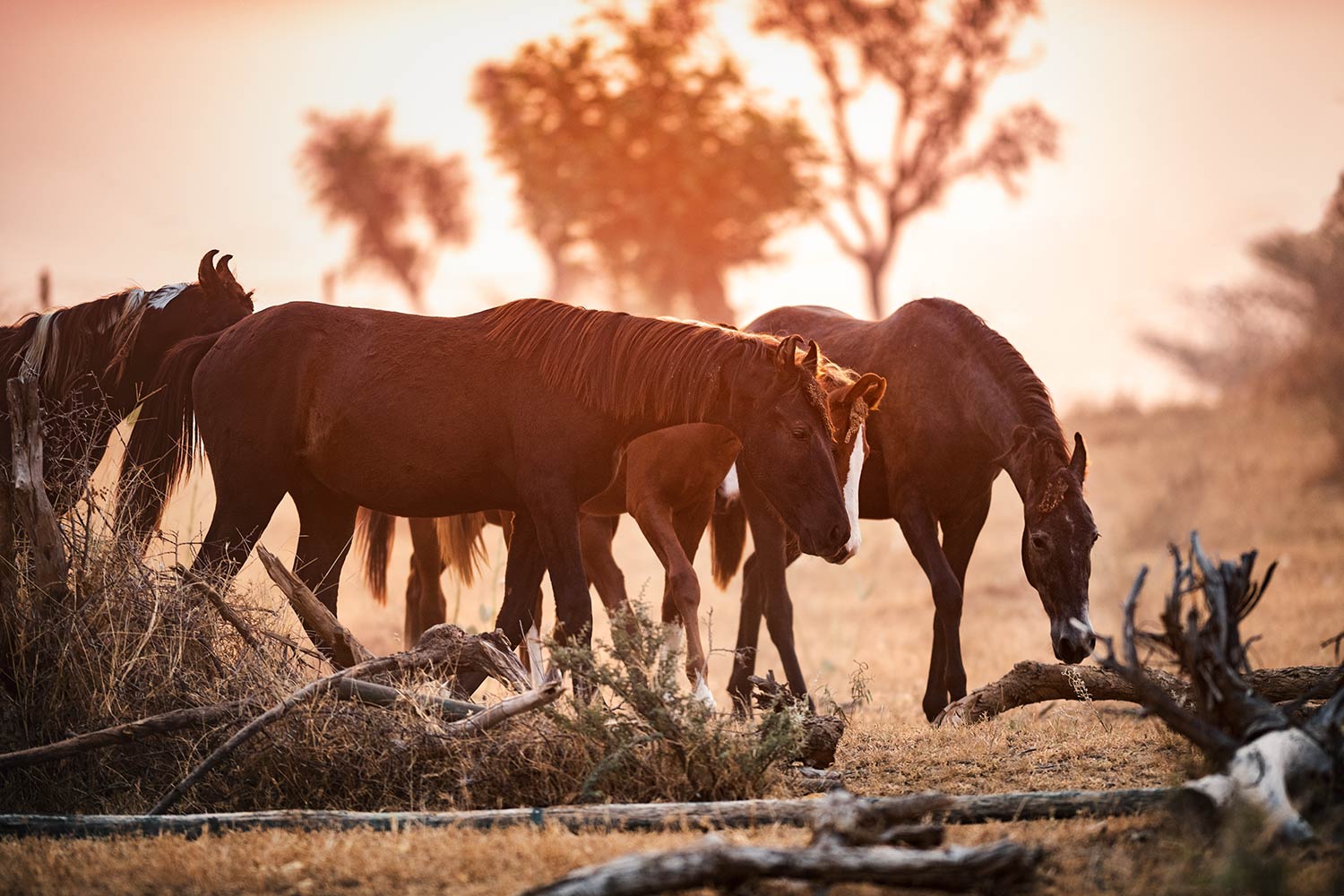 Eine Gruppe von Marwari-Pferden grasend bei Sonnenuntergang, ihre Silhouetten gegen den leuchtend orangefarbenen Himmel abgehoben.