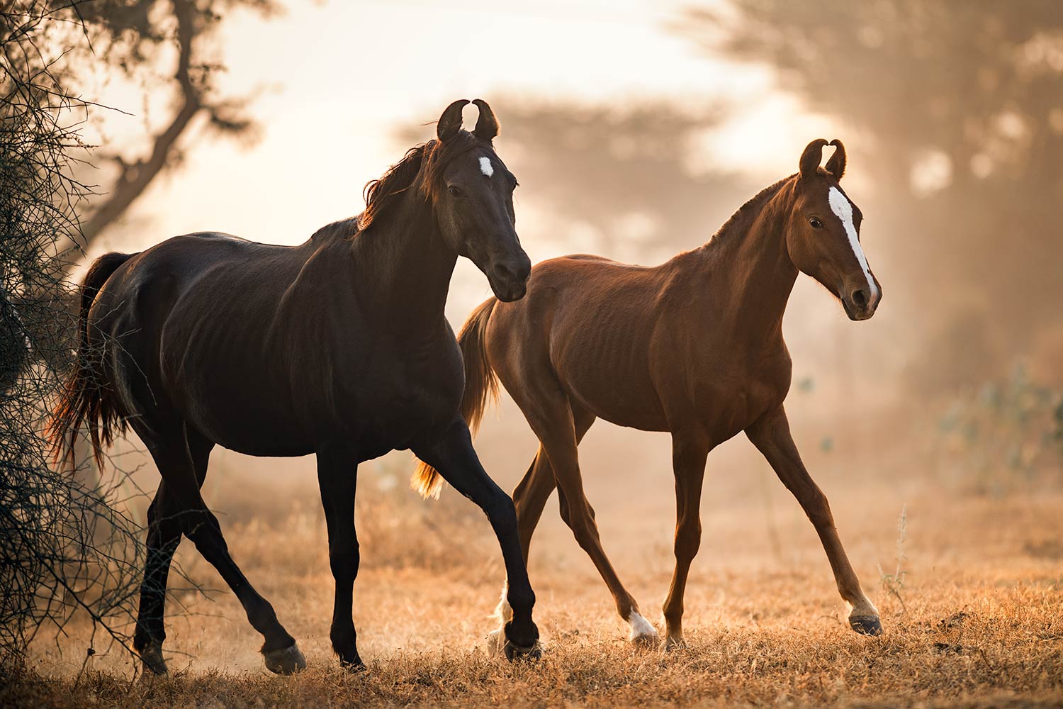 Zwei Marwari-Pferde, eines schwarz und das andere braun, schreiten Seite an Seite durch ein staubiges Feld im Gegenlicht der Morgensonne.