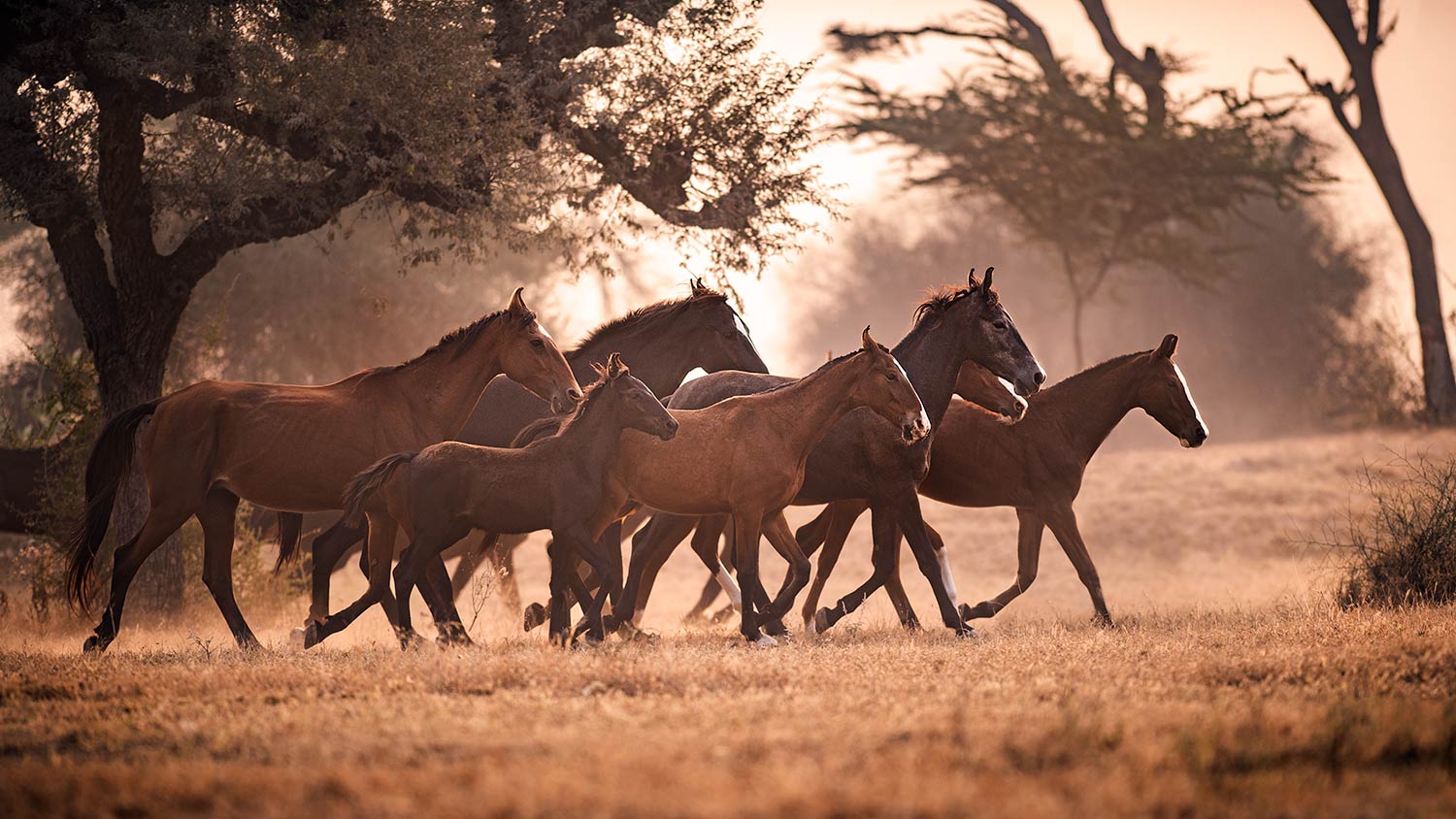 Eine Herde Marwari-Pferde unterschiedlichen Alters und Farben bewegt sich gemeinsam durch ein trockenes Grasland in der Dämmerung.
