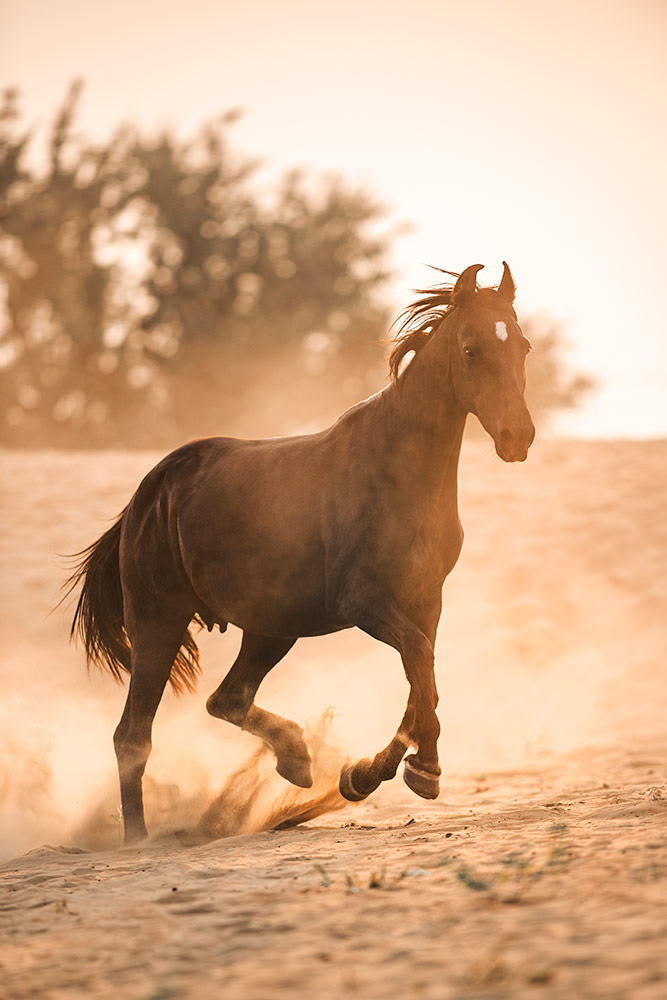 Im warmen Abendlicht rennt ein schwarzes Marwari-Pferd durch die Sanddünen, eine Wolke aus Staub hinter sich lassend.