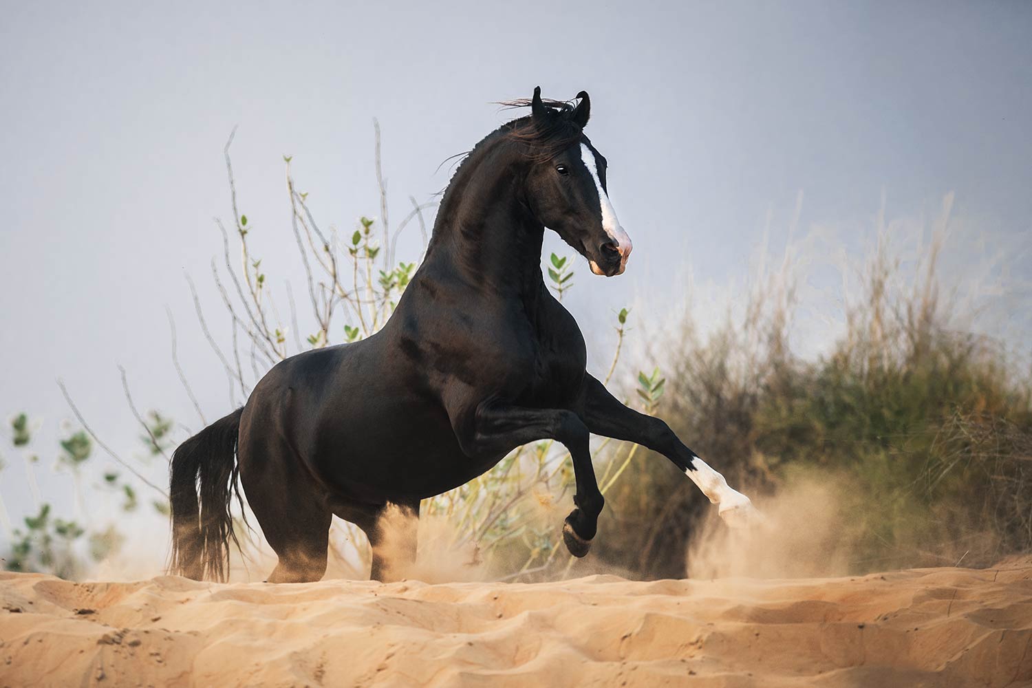 Ein schwarzes Marwari-Pferd, charakterisiert durch seine gedrehten Ohren, galoppiert über eine sandig Anhöhe.