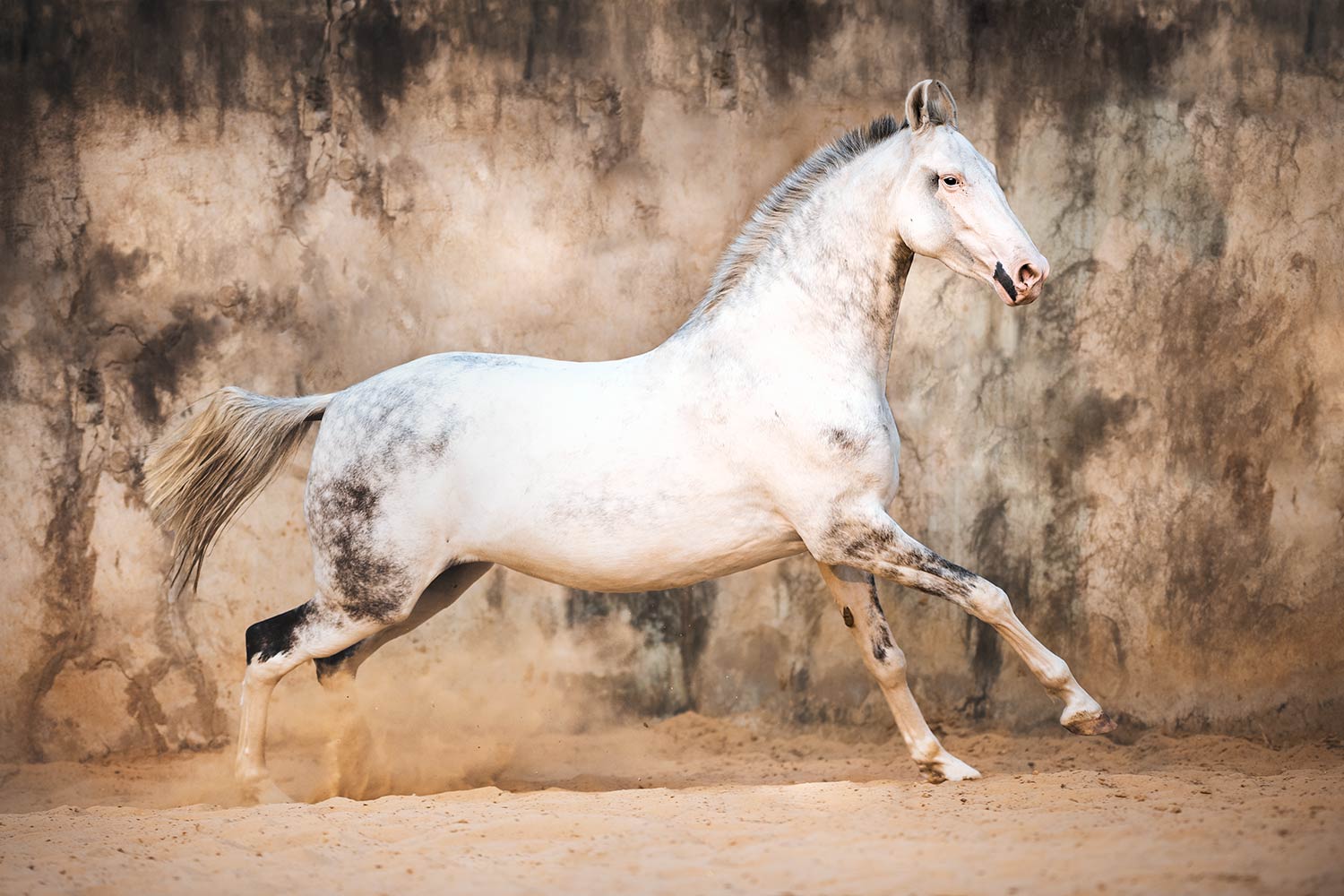 Ein schneeweisses Pferd hebt sich elegant vor einer staubigen Wand ab.