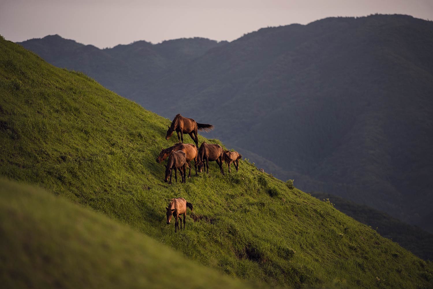 Eine Herde Misaki-Pferde grasend an einem grünen Hang mit dem Hintergrund der sanften Hügel.