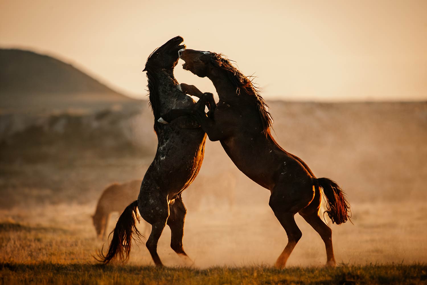Zwei Mustangs messen sich in einer Staubwolke während eines Sonnenuntergangs auf offenem Feld.
