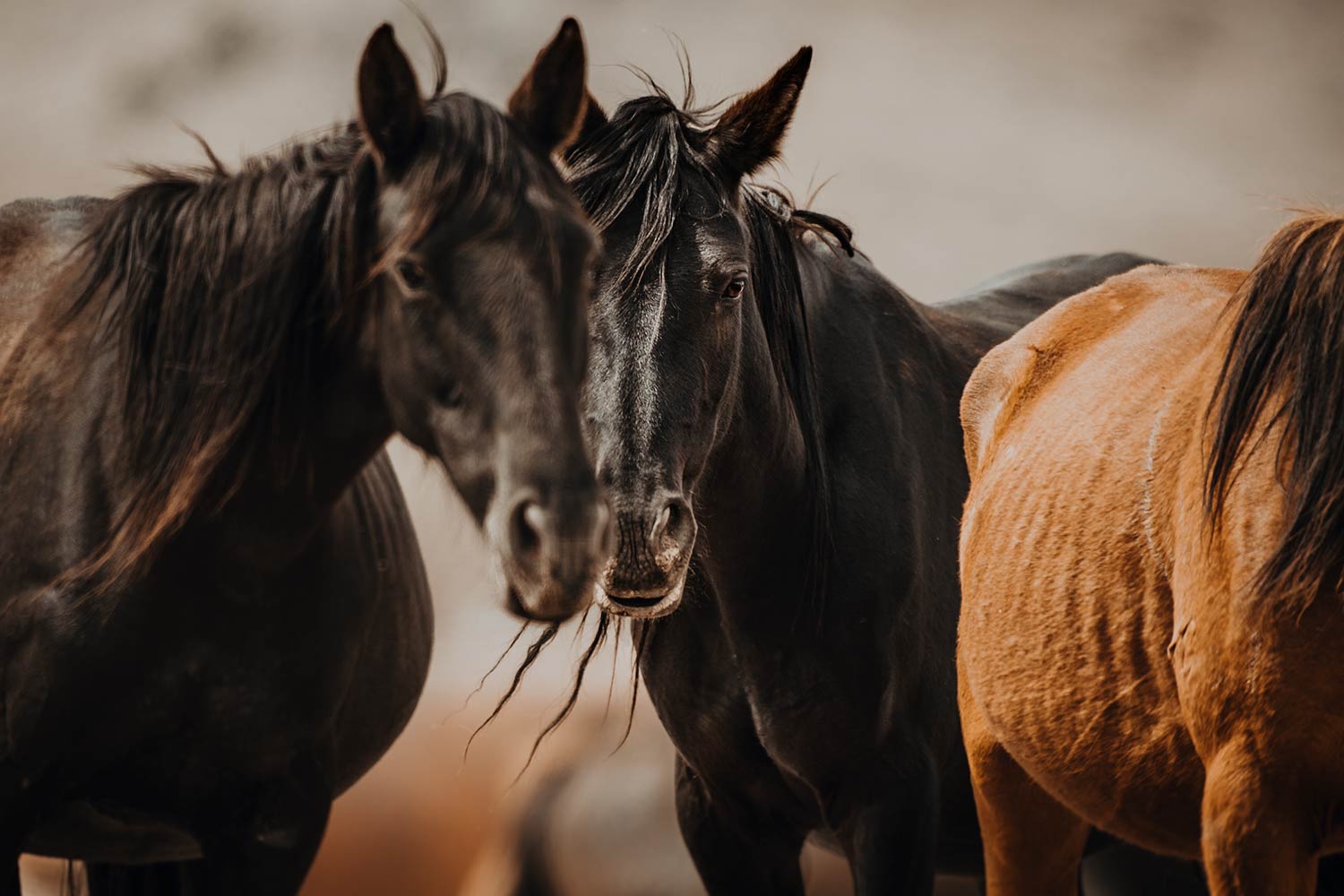 Zwei schwarze Mustangs stehen eng beieinander und blicken in die Ferne.