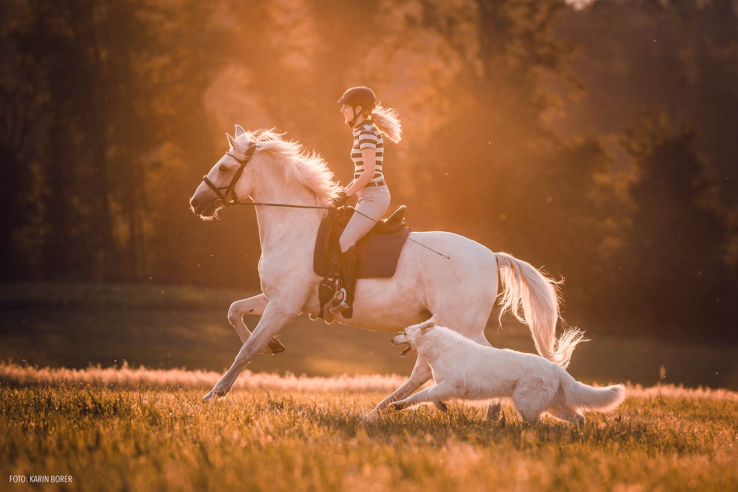 Eine Reiterin auf einem weissen Pferd wird von einem weissen Hund begleitet, zusammen galoppieren sie im goldenen Licht des Sonnenuntergangs.