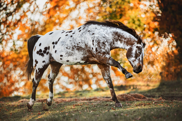 7 Gründe für ein Hunde- oder Pferdefotoshooting im Herbst