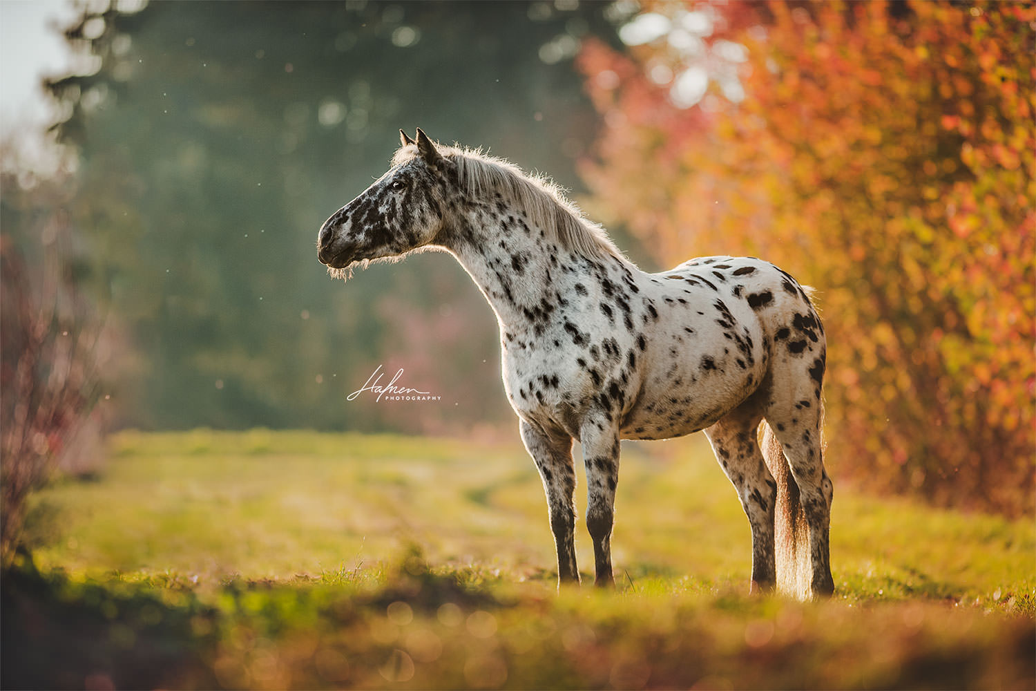 Pferdefotoshooting-Herbst_09.jpg