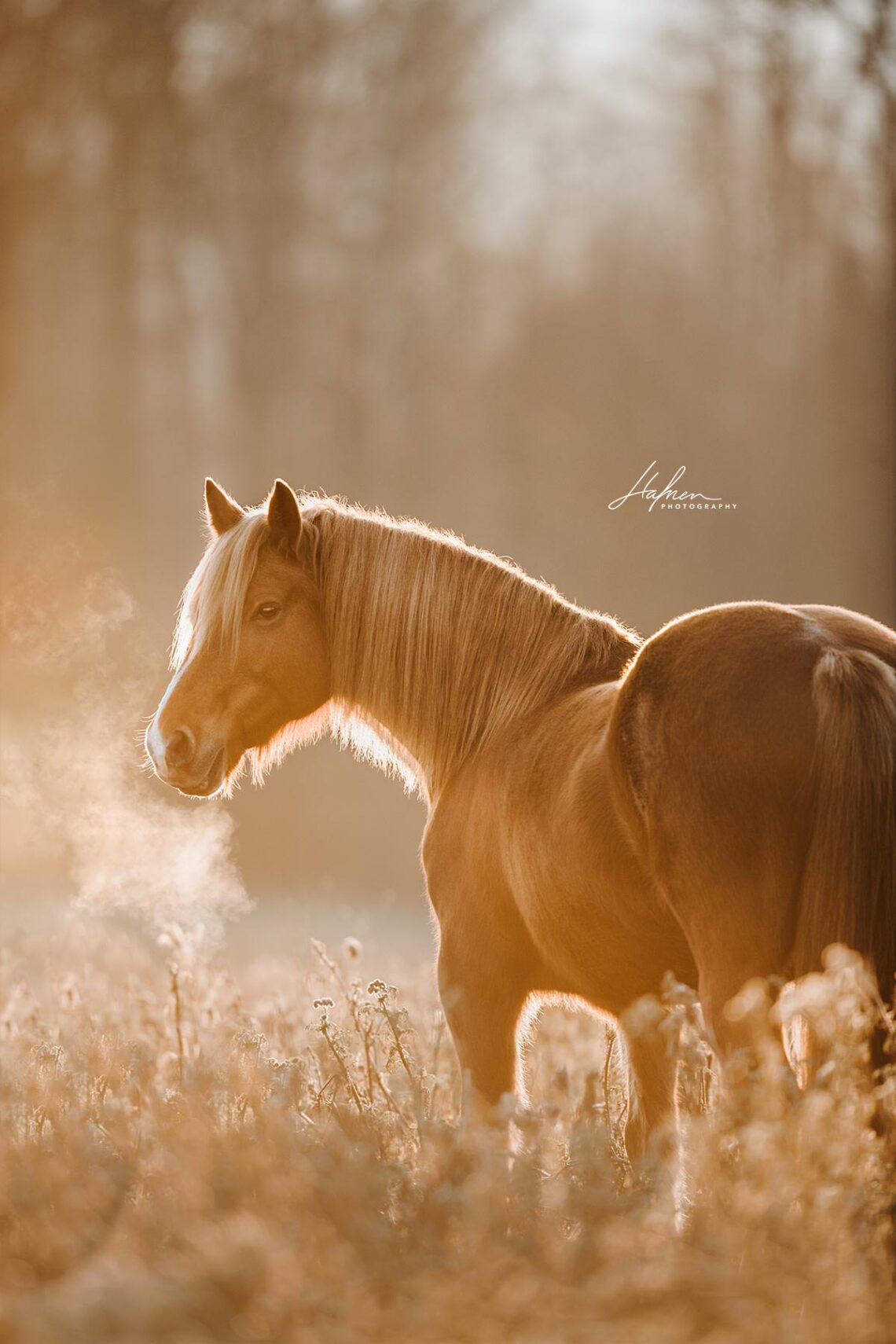 Ein braunes Pferd mit langer Mähne steht im Profil auf einem Feld bei Sonnenaufgang, mit sichtbarem Atem in der kalten Luft.