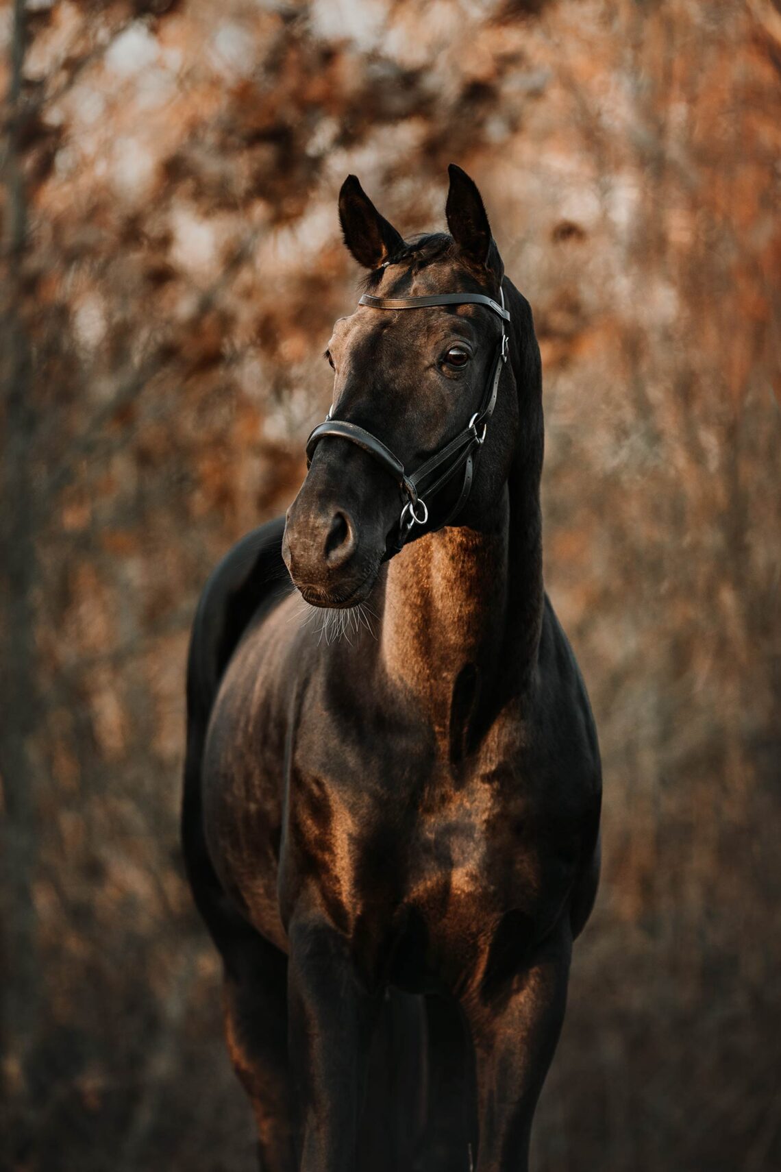 Ein schwarzes Pferd mit Zaumzeug steht vor einem herbstlichen Hintergrund und schaut aufmerksam.