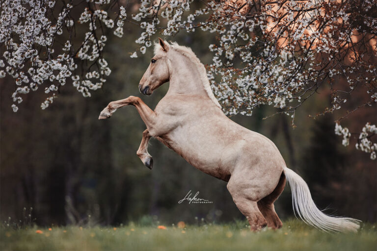 6 Gründe für ein Hunde- oder Pferdeshooting im Frühling