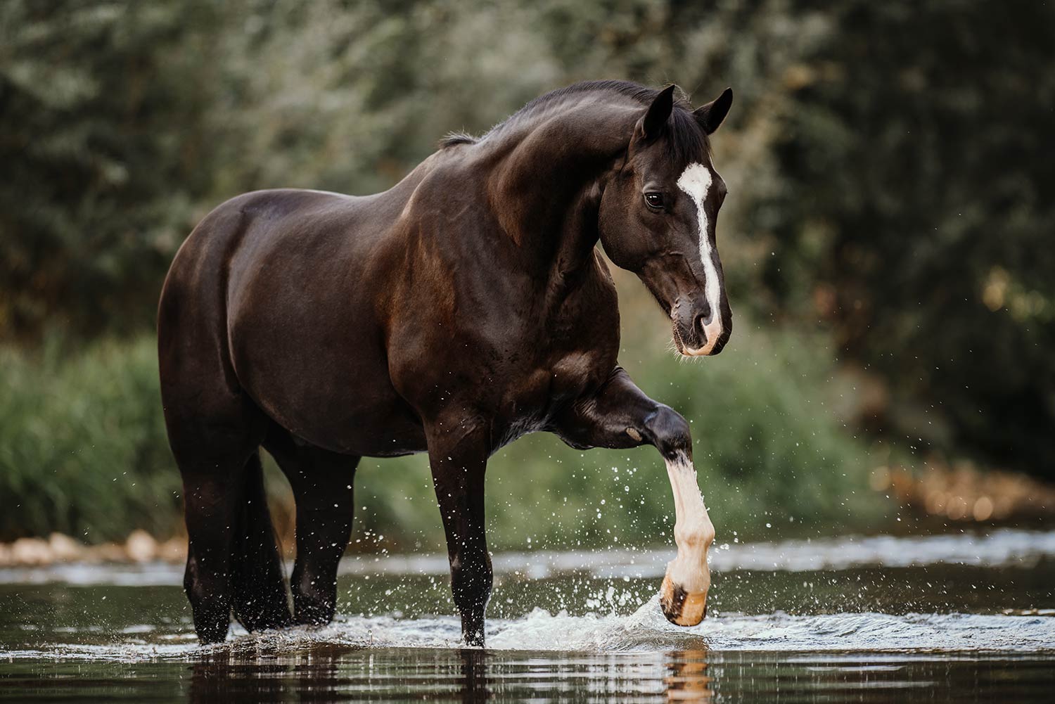Ein dunkelbraunes Pferd mit einer weißen Blesse scharrt im Wasser Fluss, umgeben von üppigem Grün.