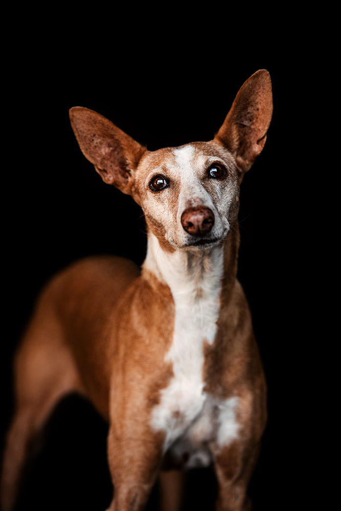 Ein aufmerksamer Podenco mit grossen Ohren und rotbraunem Fell vor einem dunklen Hintergrund.