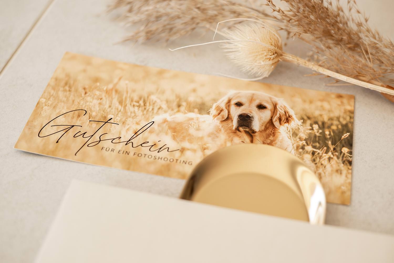 Ein Gutschein mit einem Golden Retriever in einem sonnendurchfluteten Feld, für Hundefotografie Schweiz.