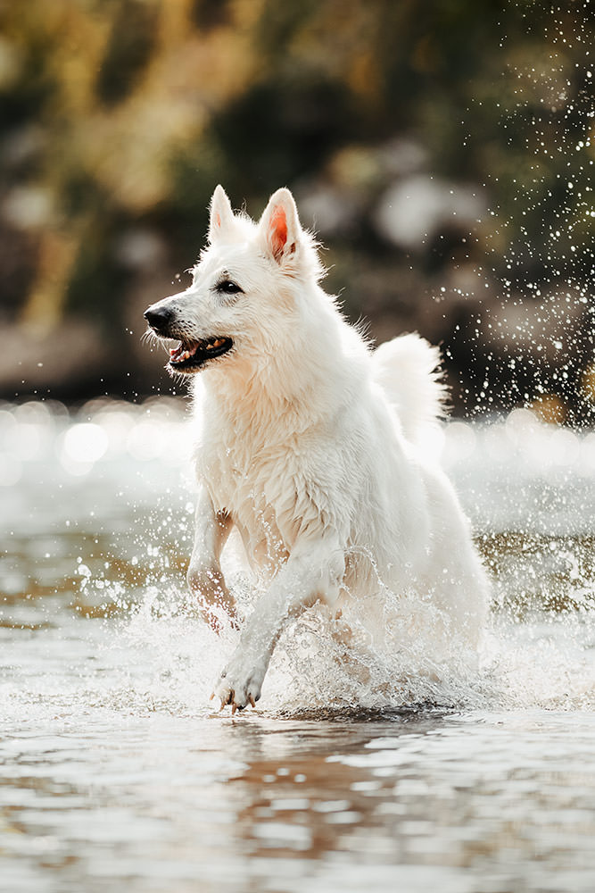 Ein weisser Hund genießt sichtlich das Planschen im Wasser, umgeben von spritzenden Wassertropfen.