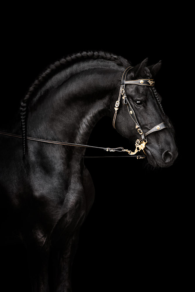 Ein majestätisches schwarzes Pferd mit geflochtener Mähne, geschmückt mit goldenen Ornamenten, steht elegant vor einem dunklen Hintergrund - Pferdefotograf Schweiz