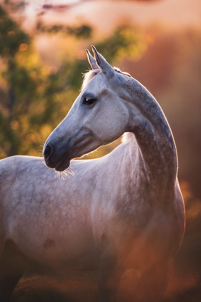 Ein ätherisches weisses Pferd mit schlankem Hals im goldenen Sonnenlicht, vor einem sanft unscharfen Hintergrund aus Bäumen und Licht.