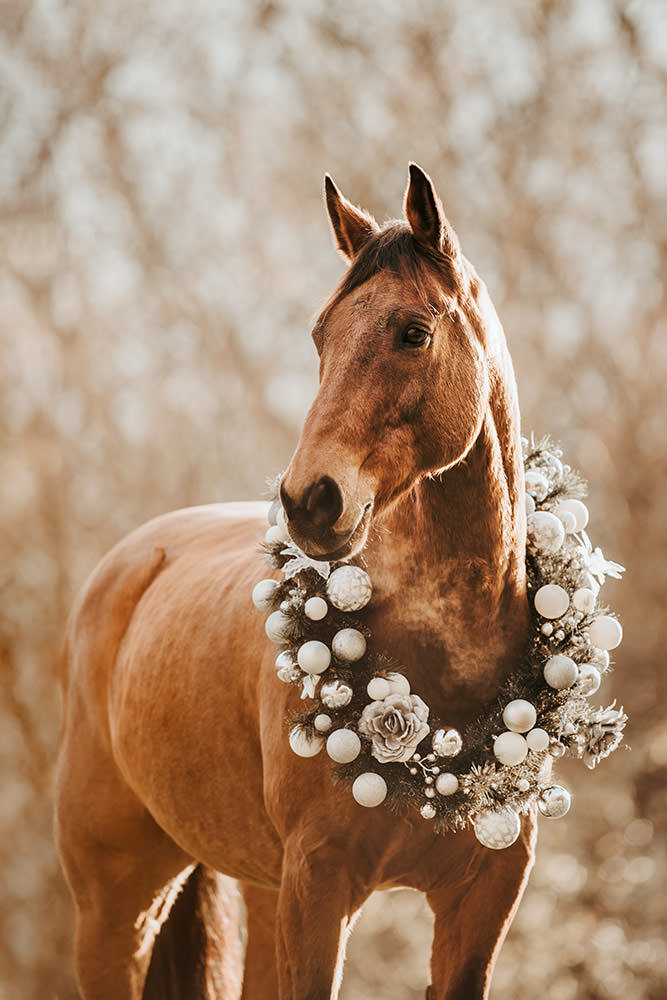 Ein Pferd mit einem Weihnachtskranz um den Hals, der mit Kugeln und Rosen geschmückt ist, schaut friedlich in die Kamera.