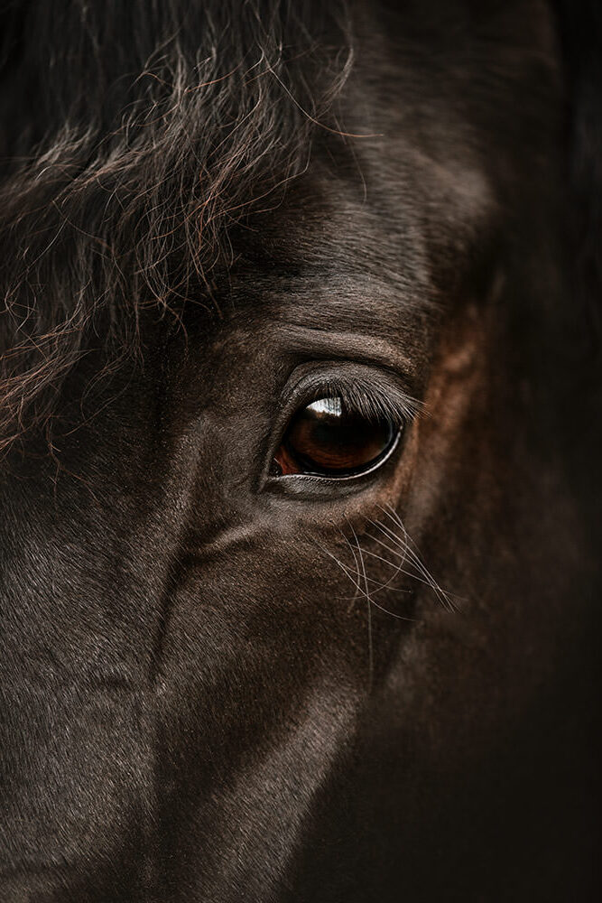 Nahaufnahme des Auges eines schwarzen Pferdes bei einem Pferdeshooting, das sanft in die Ferne blickt, umrahmt von seiner Mähne