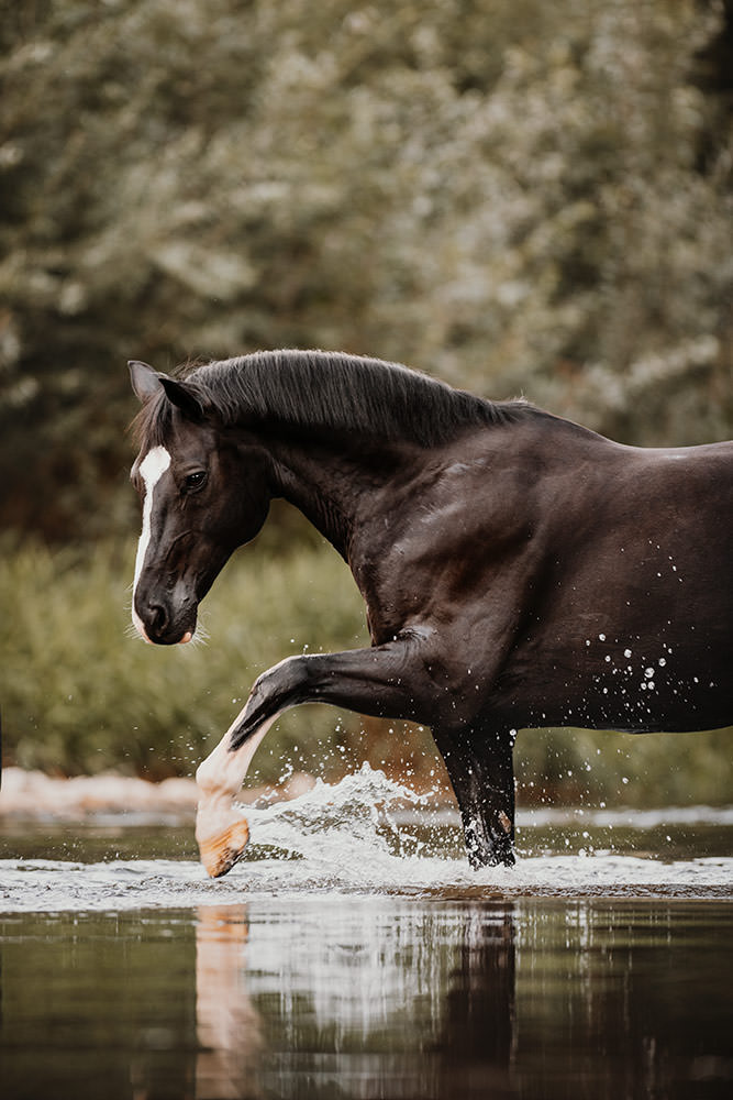 Ein dunkelbraunes Pferd mit einer markanten weißen Blesse hebt ein Bein, während es durch das Wasser läuft.