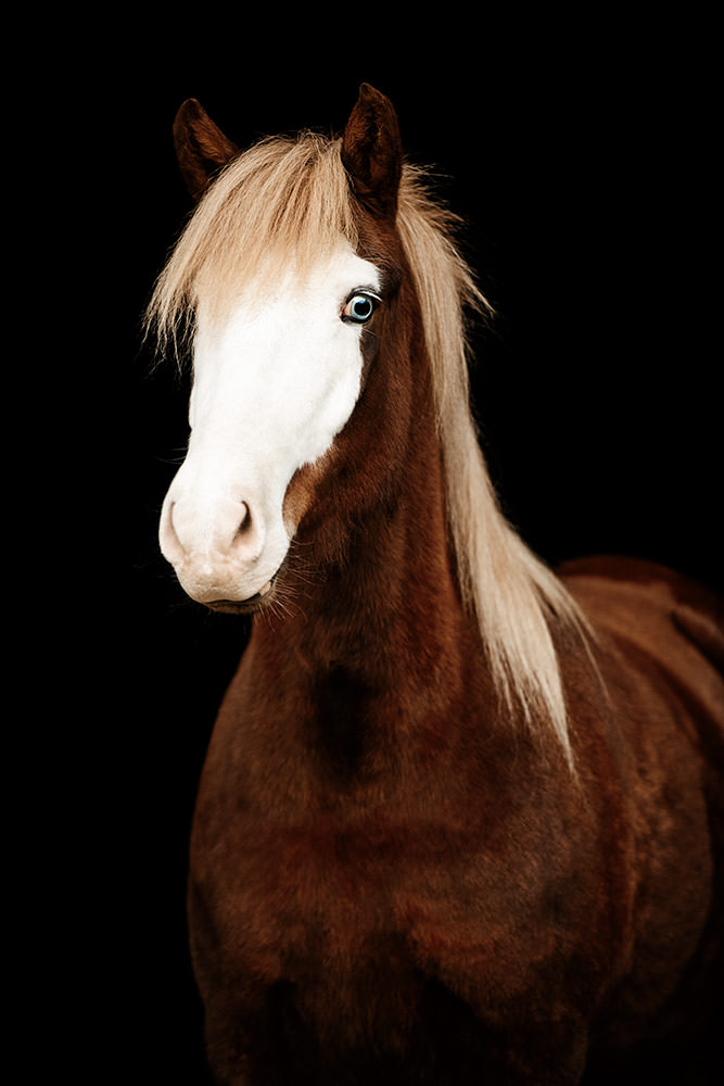 Ein Island Pferd mit kastanienbraunem Fell und einer auffälligen weissen Blässe blickt majestätisch in die Kamera, inszeniert auf schwarzem Hintergrund.