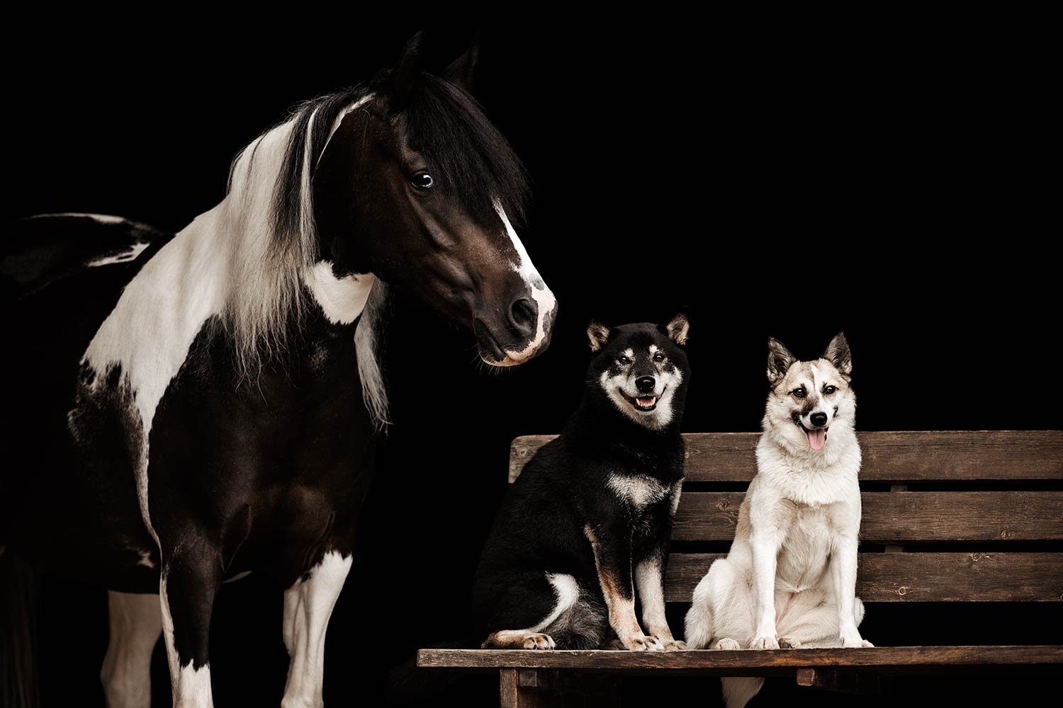 Ein geschecktes Pferd und zwei Hunde, die Hunde nebeneinander auf einer Bank sitzen, blicken in die Kamera, umgeben von schwarzem Hintergrund.