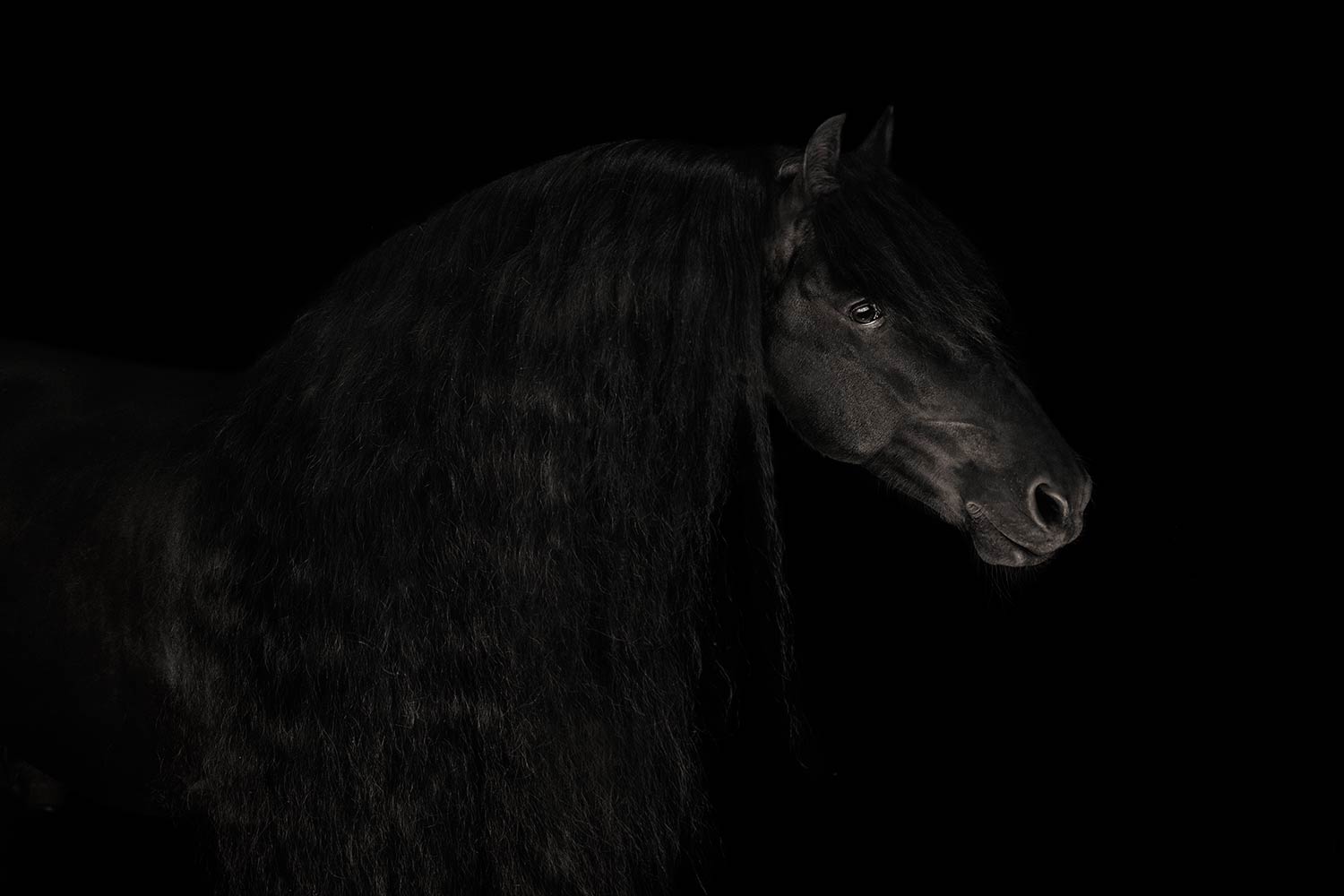 Ein Friesen Hengst mit glänzendem Fell blickt in einem Fotoshooting vor einem schwarzen Hintergrund zur Seite.