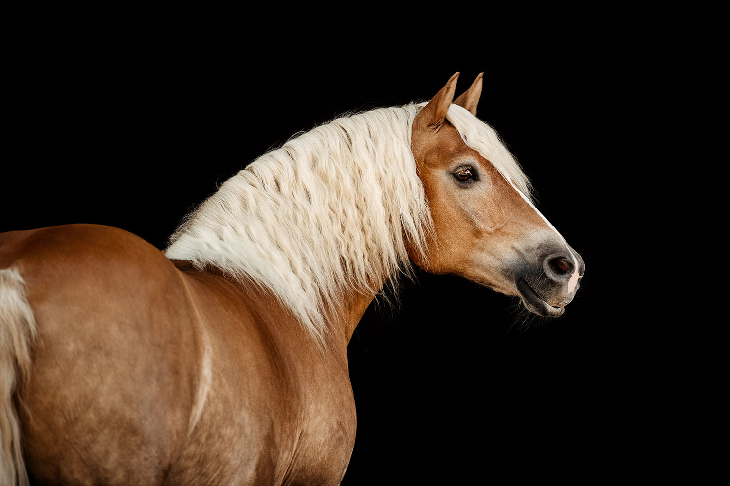 Ein Haflinger mit auffälliger Mähne und Blick über die Schulter bei einem professionellen Fotoshooting vor einem schwarzen Hintergrund.