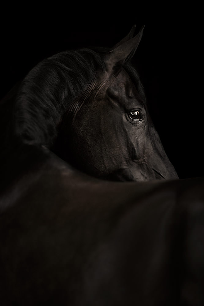 Das Profil eines majestätischen schwarzen Pferdes, hervorgehoben durch gezieltes Licht bei einem Fotoshooting vor schwarzem Hintergrund.