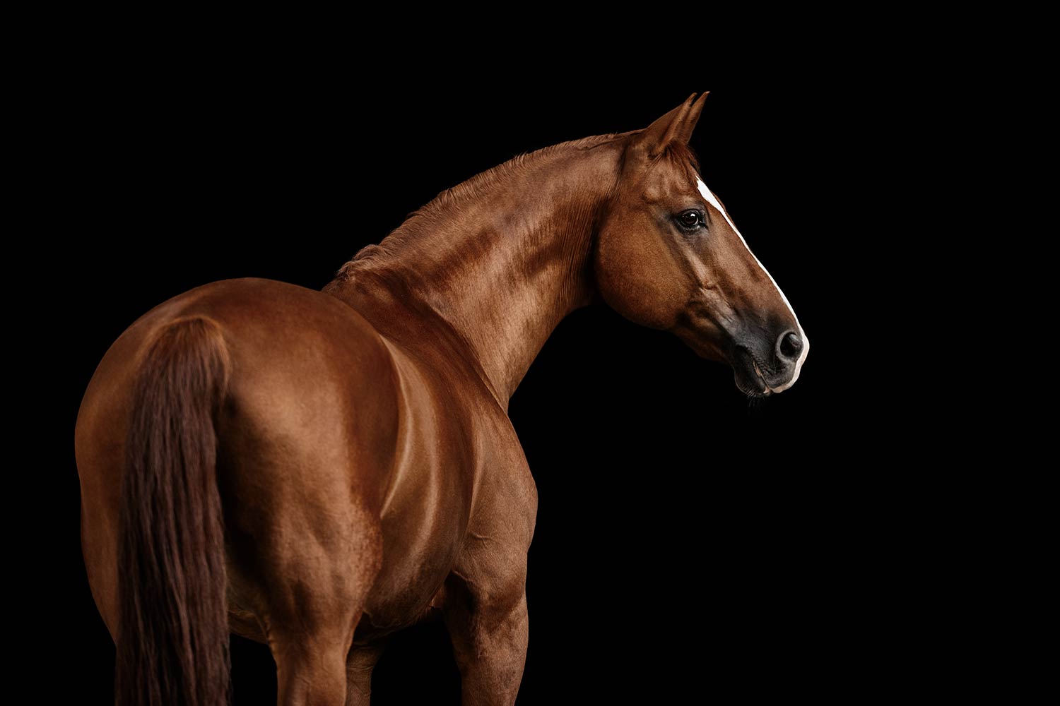 Ein braunes Pferd steht seitlich zum Betrachter bei einem Fotoshooting vor einem schwarzen Hintergrund.