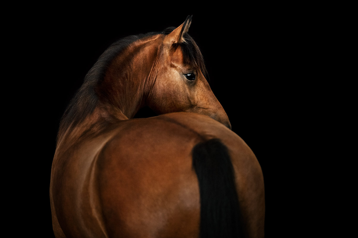 Ein braunes Pferd blickt über seine Schulter zurück, vor einem schwarzen Hintergrund, kontrastreich hervorgehoben beim Shooting mit Pferd.