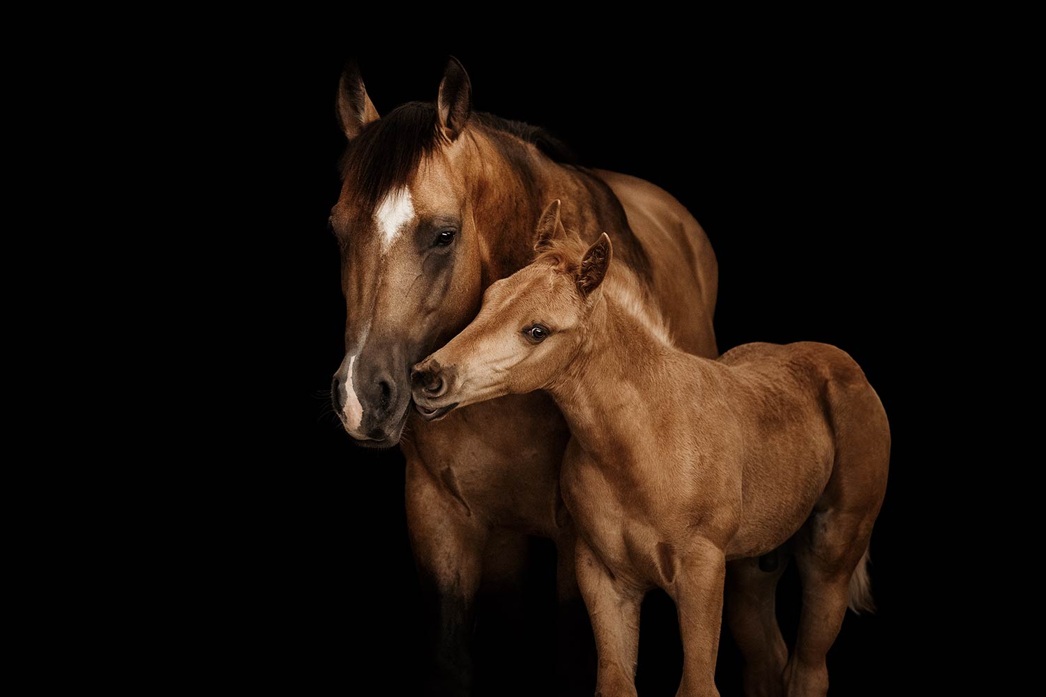 Ein braunes Pferd und sein Fohlen stehen nah beieinander und zeigen Zuneigung vor einem schwarzen Hintergrund beim Pferde-Fotoshooting.
