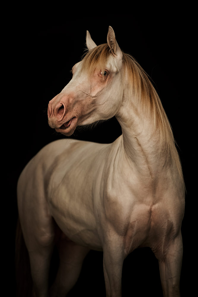 Porträt eines cremefarbenen Quarter Horse, das elegant seinen Kopf dreht, vor einem dunklen Hintergrund beim Pferd Shooting.