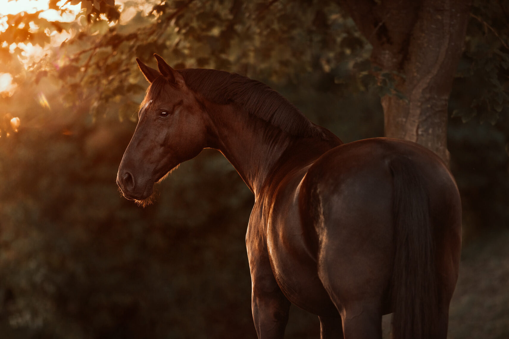Ein stolzes Pferd steht im goldenen Abendlicht unter Baumzweigen.