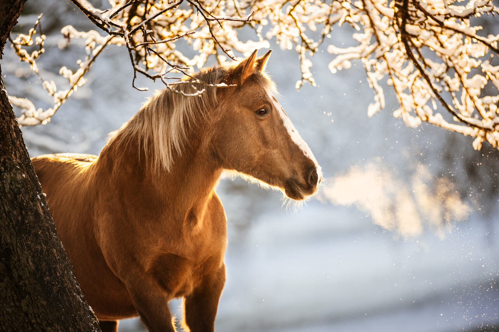 Ein Pferd atmet in der kalten Morgenluft unter schneebedeckten Bäumen aus, wobei der Atem dampft.