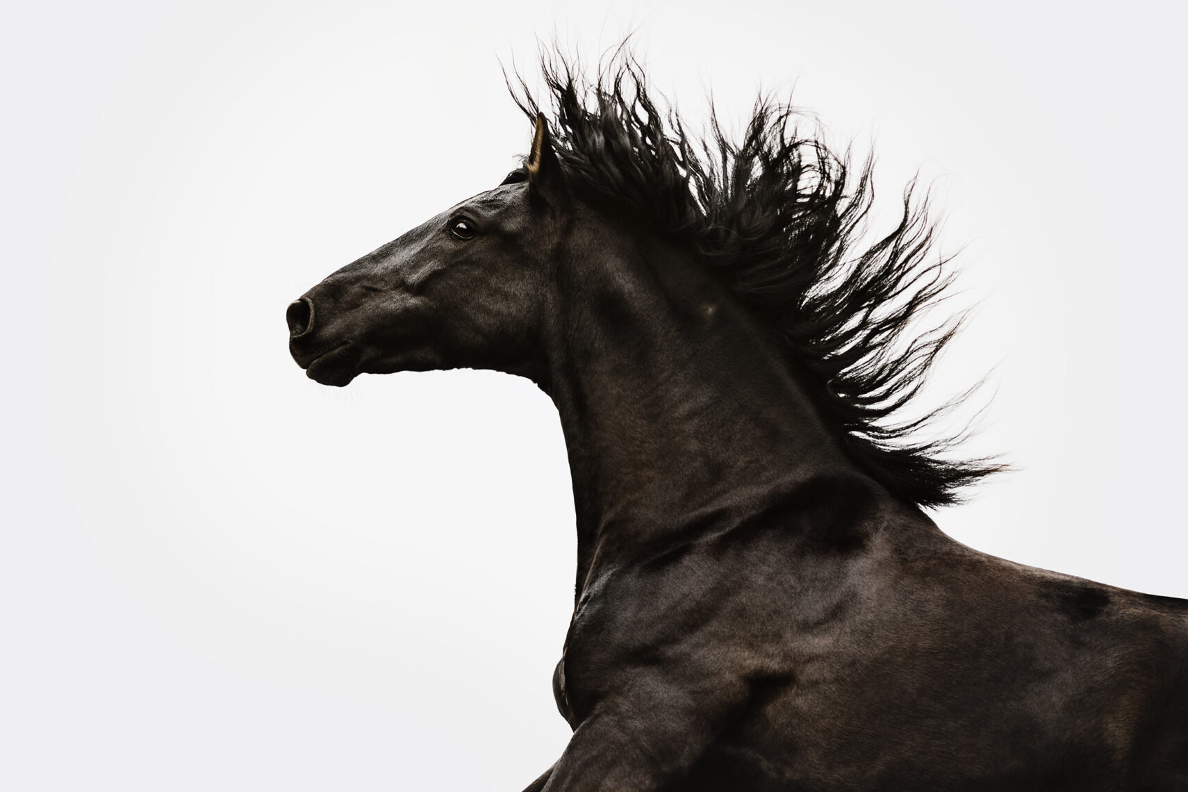 Ein Pferdekopf in Profilansicht mit flatternder Mähne vor einem monochromen Hintergrund.