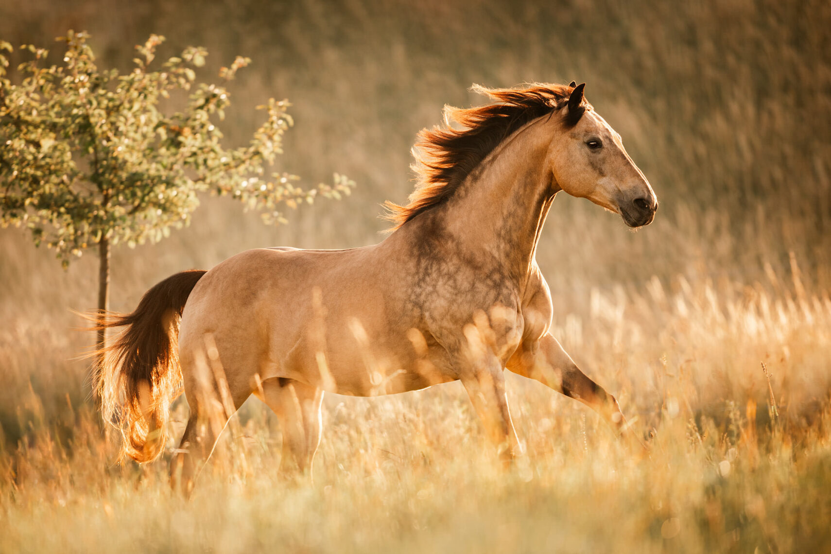 Ein Pferd im Gegenlicht einer untergehenden Sonne, das durch ein hohes Grasfeld galoppiert.