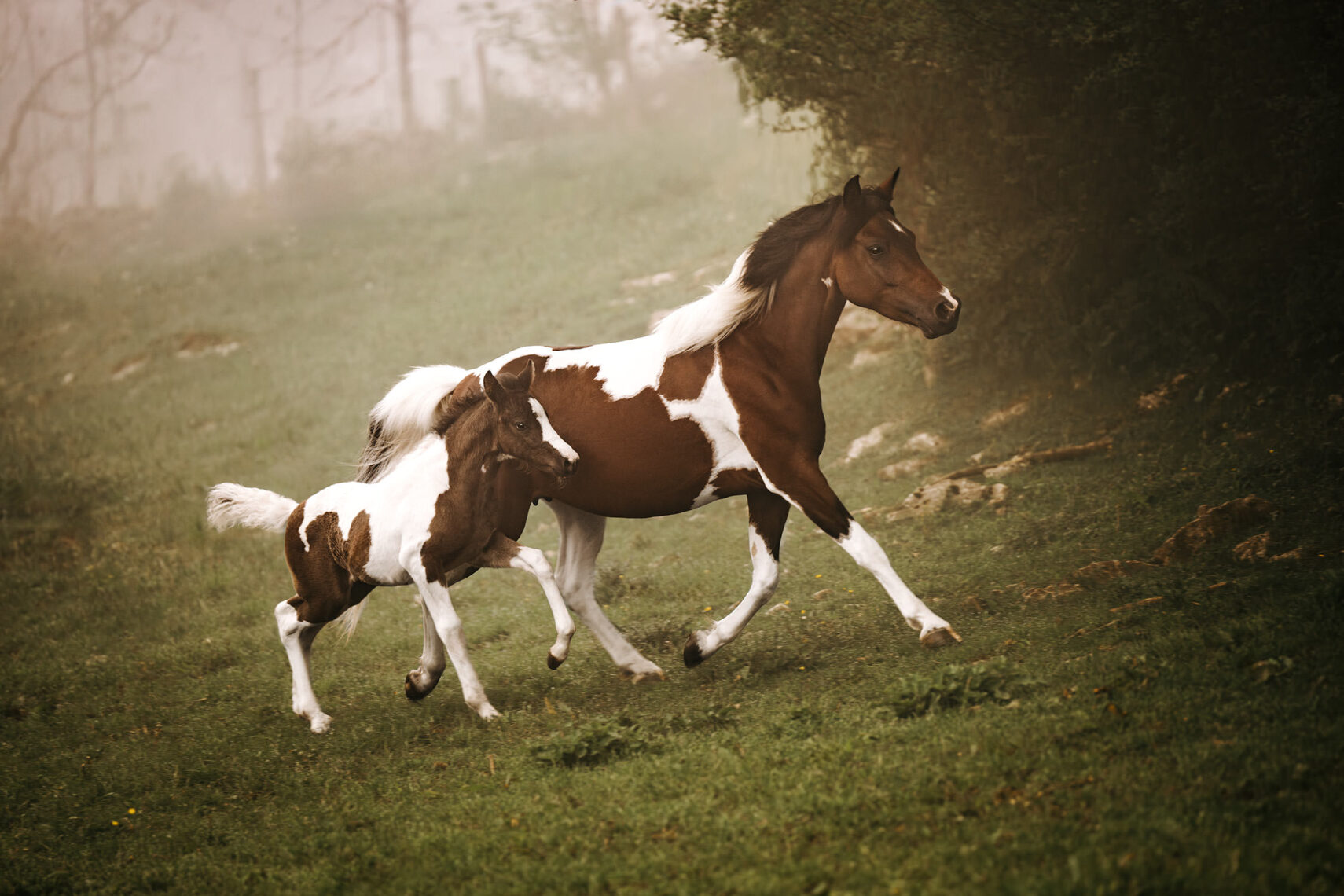 Stute und Fohlen, rennen nebeneinander durch den Nebel, was ein Gefühl von Freiheit und Wildheit vermittelt.