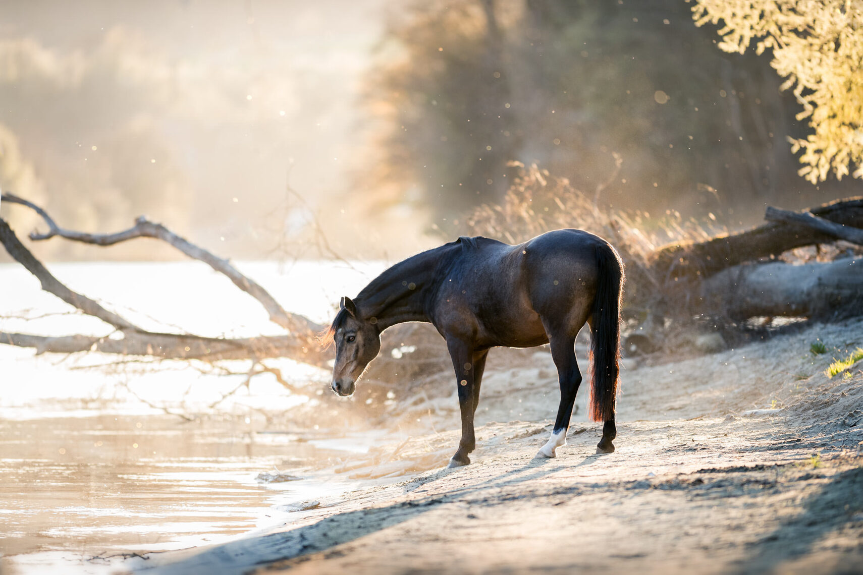 Ein dunkles Pferd steht in einem strahlenden Morgenlicht am Flussufer.
