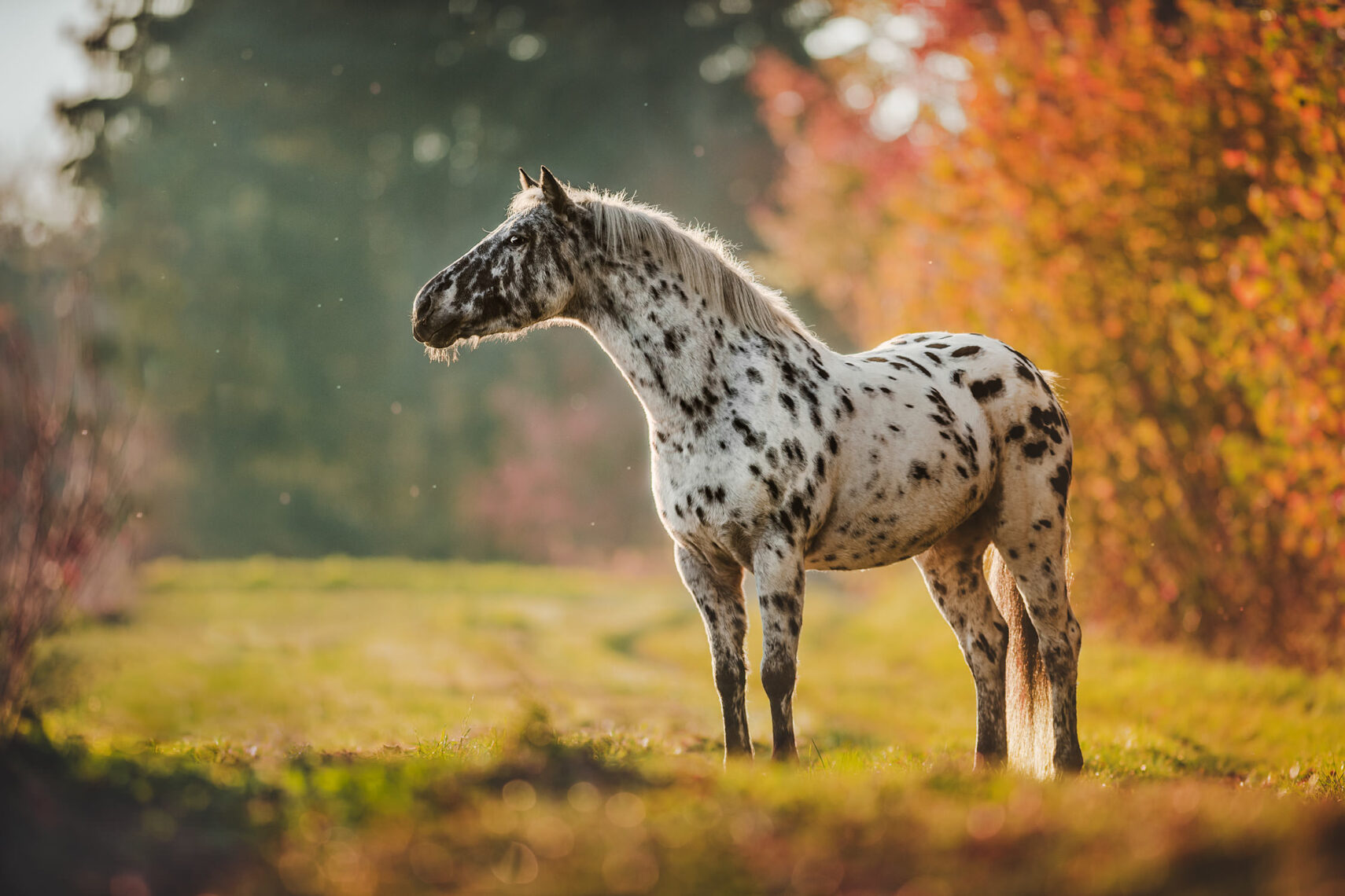 Ein geschecktes Pony steht anmutig vor herbstlich gefärbten Büschen im weichen Licht des Sonnenuntergangs.