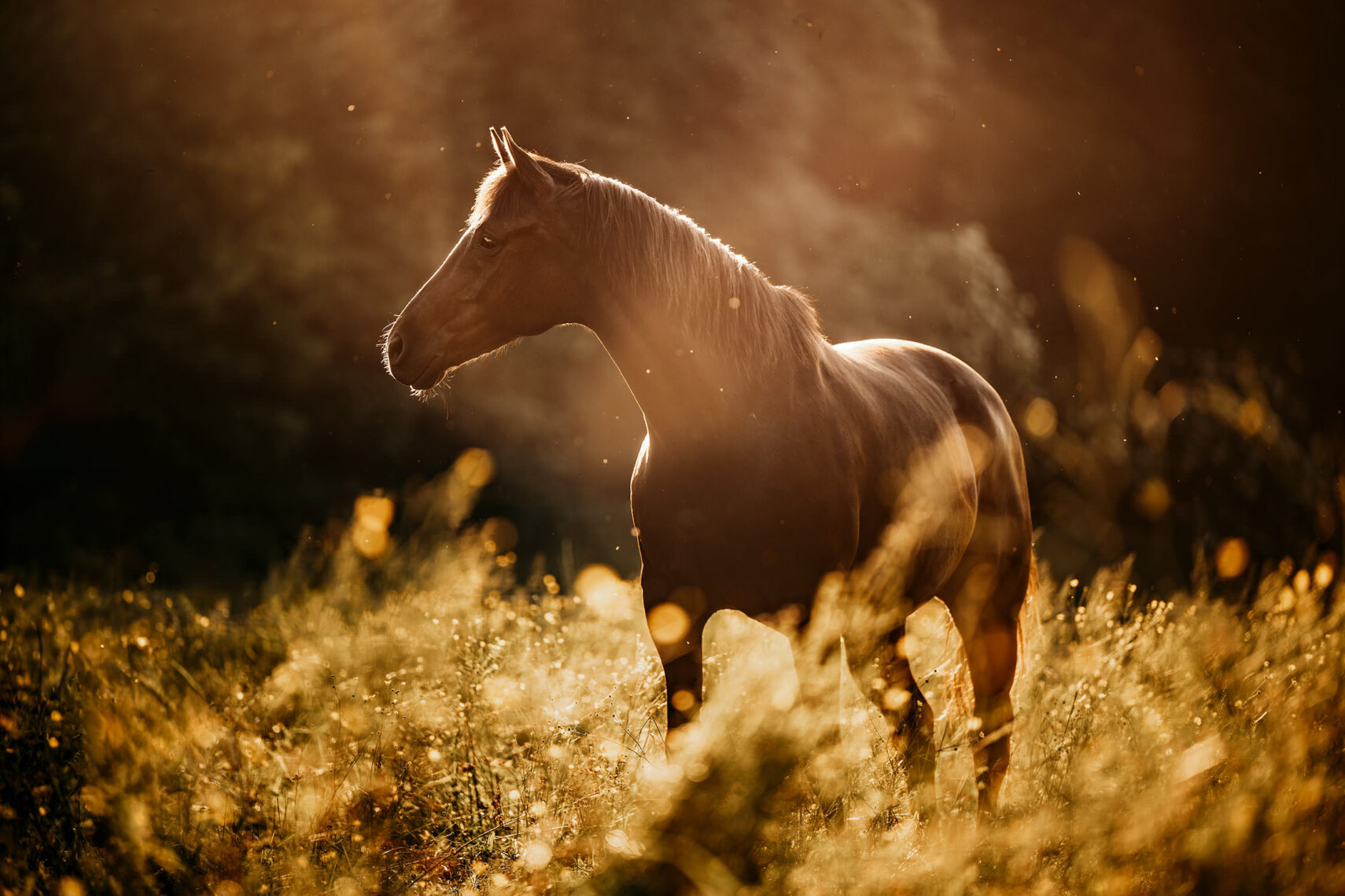 Ein majestätisches Pferd steht in einem lichtdurchfluteten Feld.