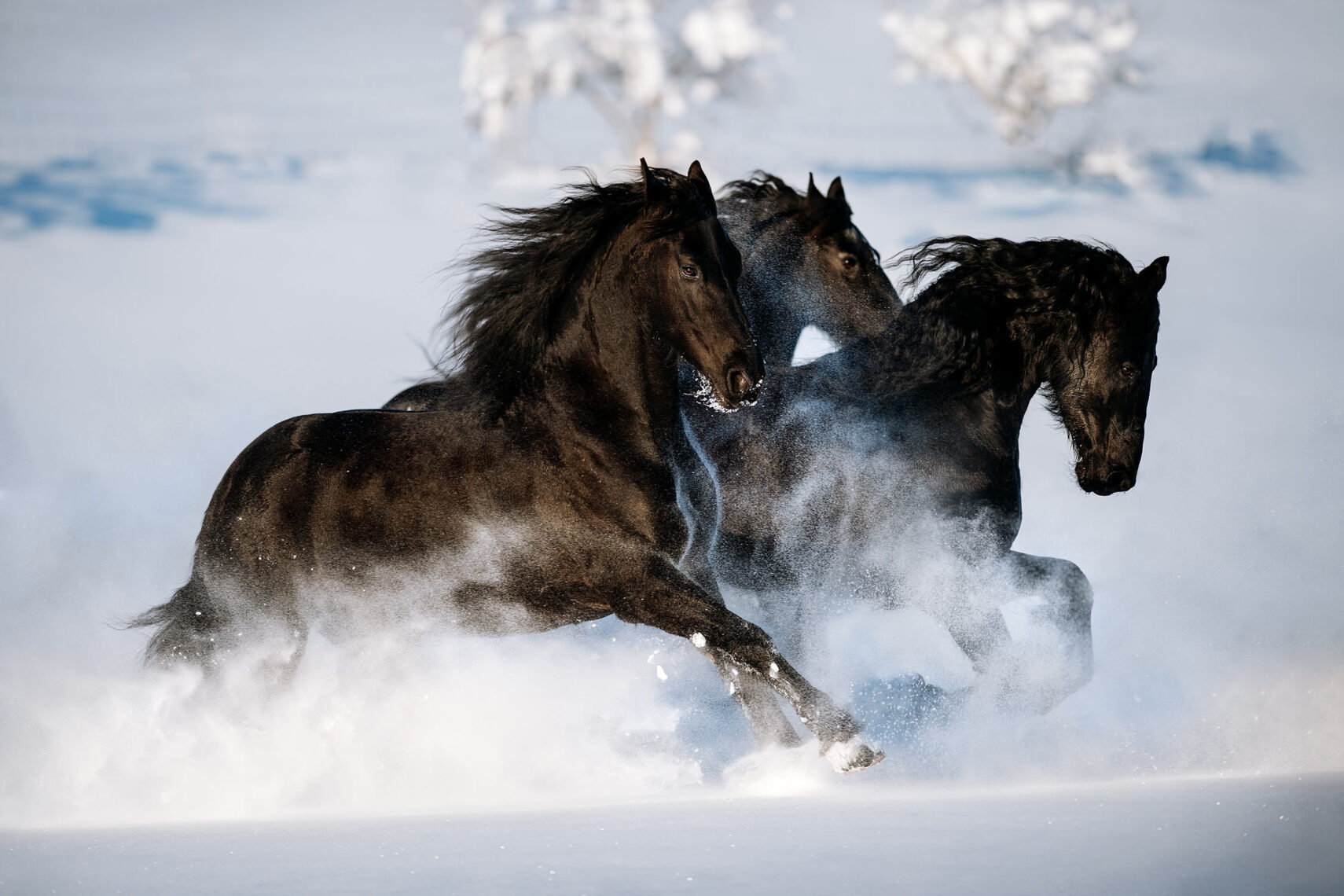 Drei schwarze Friesen spielen im Schnee, umgeben von einer Wolke aus aufgewirbeltem Schnee.