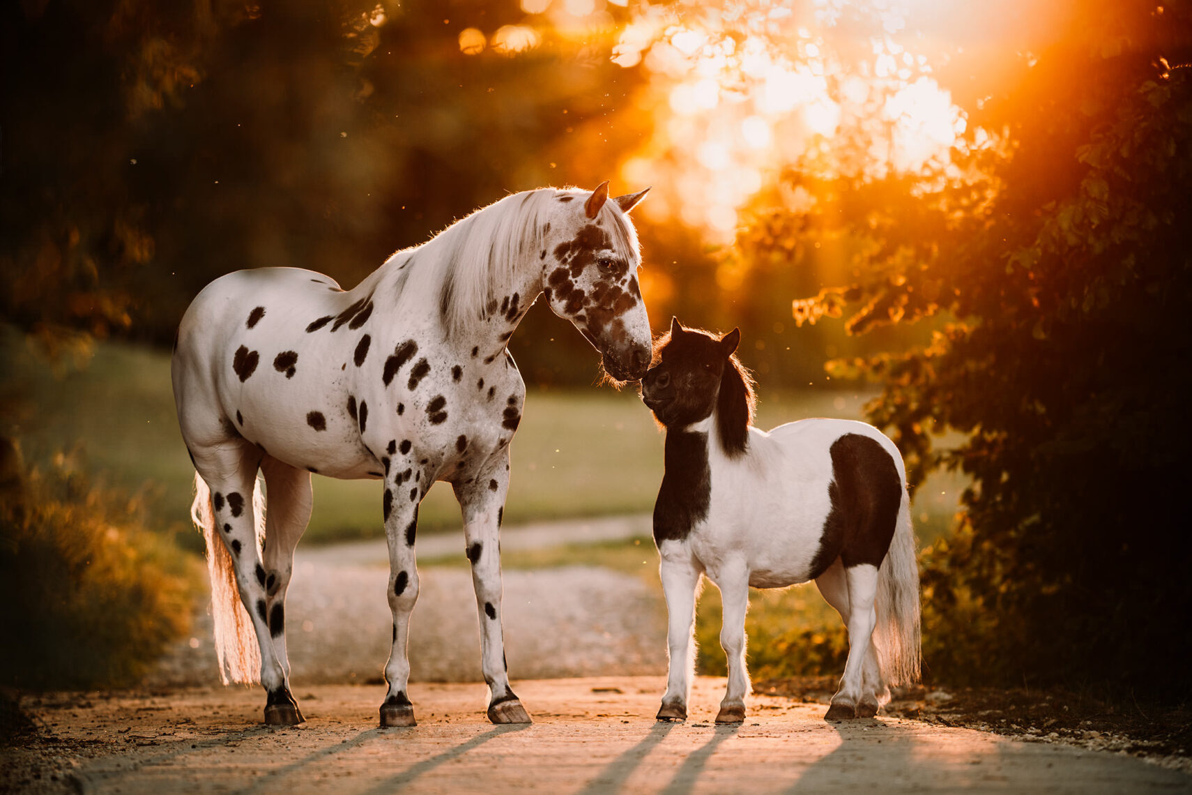 Ein geschecktes Pferd und ein kleines Pony stehen sich auf einem von Sonnenlicht durchfluteten Weg gegenüber und berühren sich sanft an der Nase.