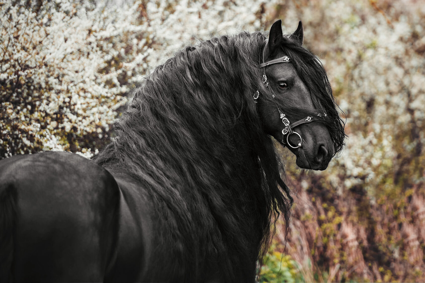 Ein Friese mit langer Mähne trägt geschmücktes Zaumzeug und steht vor einem Hintergrund aus weissen Blüten.