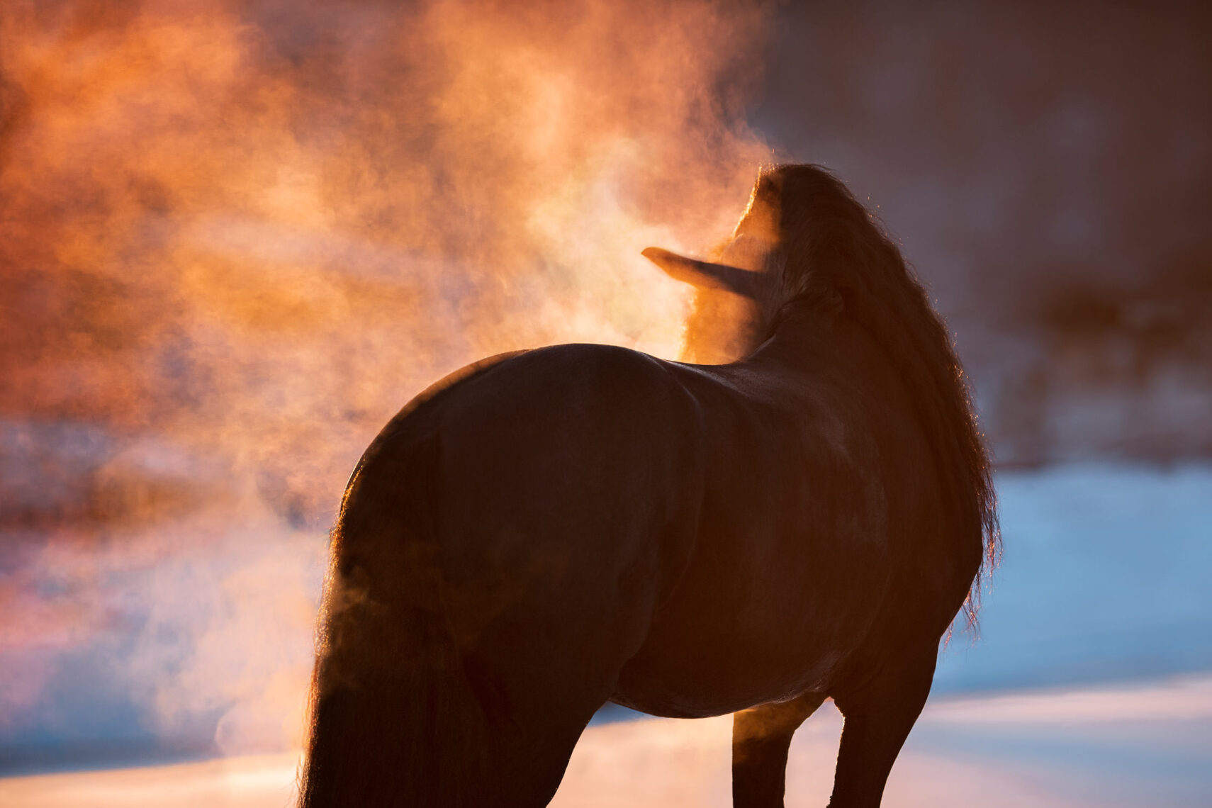 In der warmen Abenddämmerung dampft der Atem eines majestätischen schwarzen Pferdes in der kalten Luft.