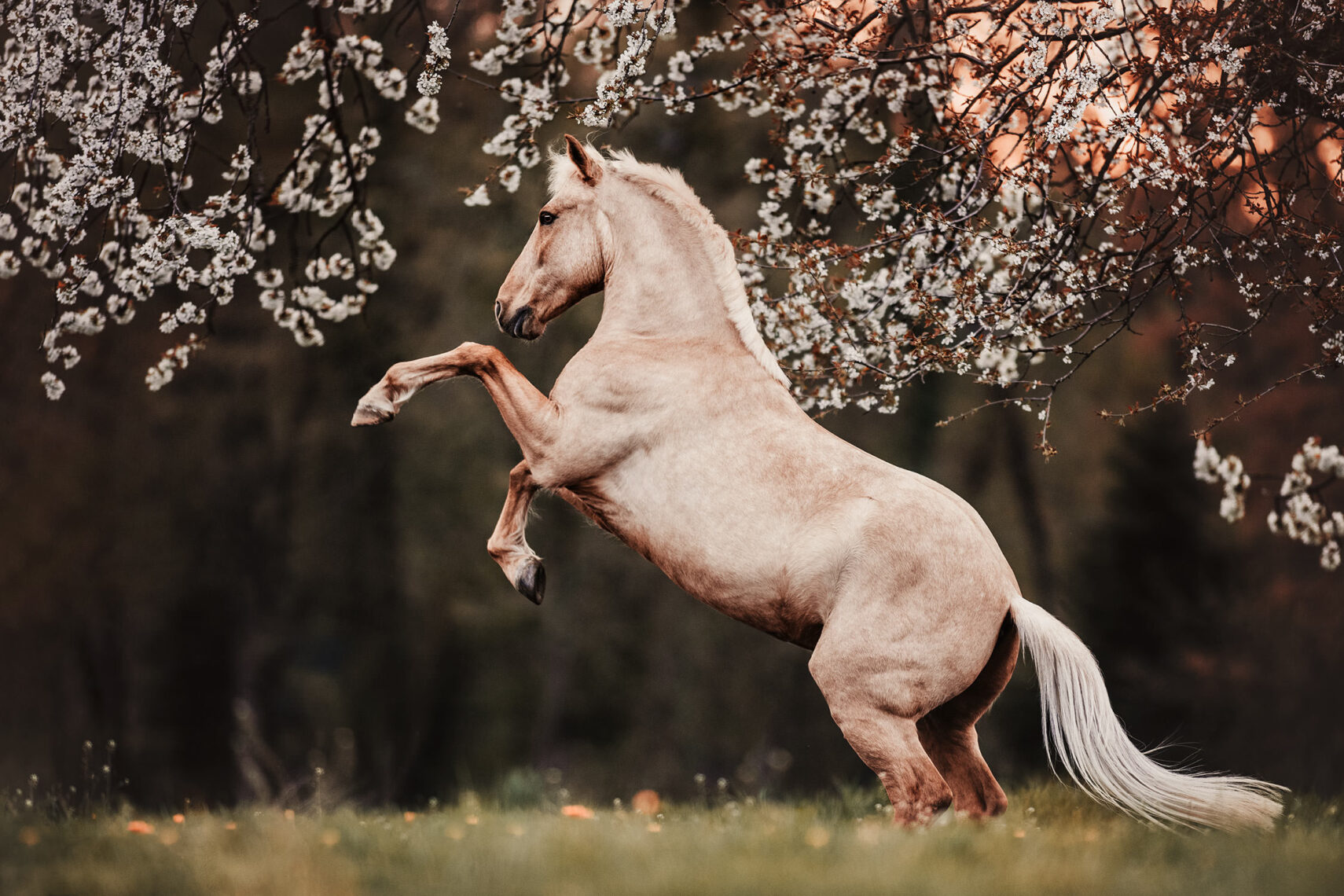 Ein elegantes Pferd steigt, umgeben von zarten Frühlingsblüten, ein Bild von Anmut und Lebendigkeit.